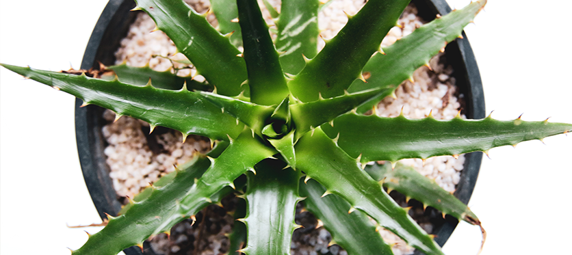 Ricci più forti e luminosi: tutti i segreti dell'aloe vera